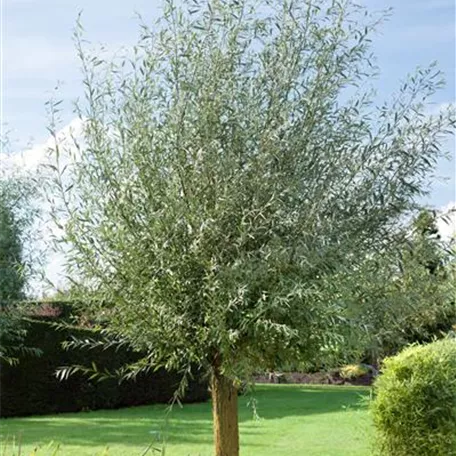 Salix alba 'Sericea'