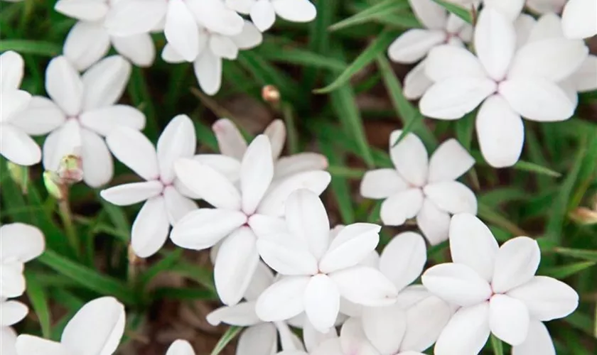 Rhodohypoxis baurii 'Alba'