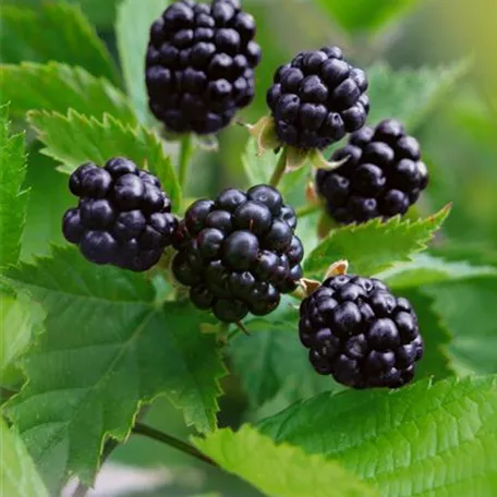 Rubus fruticosus 'Asterina'®