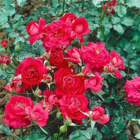 Rosa 'Prince Palace'®