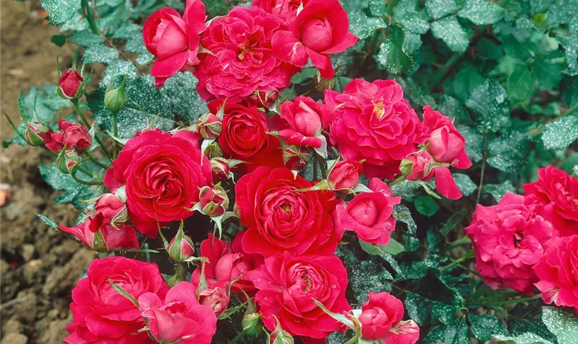 Floribunda Rose 'Prince Palace'®