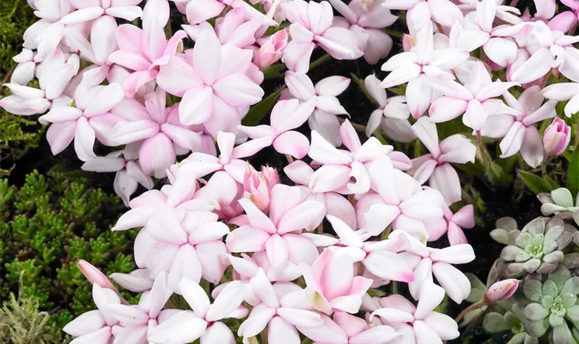 Rhodohypoxis baurii 'Dawn'