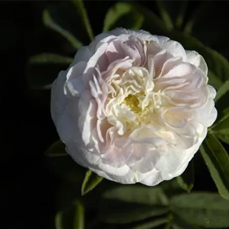 Rosa alba 'Maiden´s Blush'