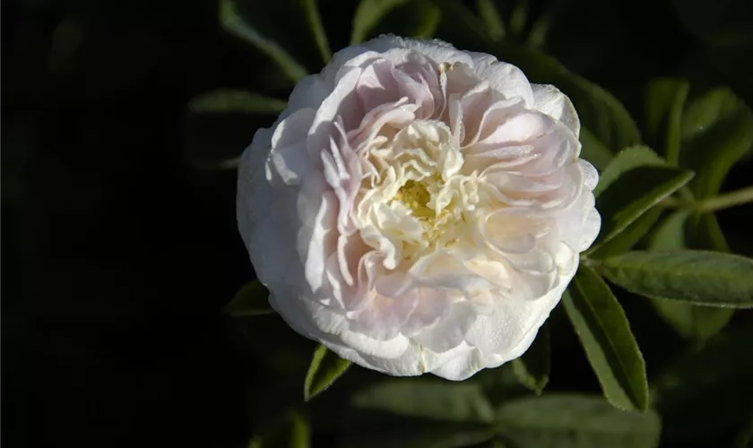 Albarose 'Maiden´s Blush'