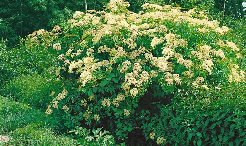 Sambucus canadensis