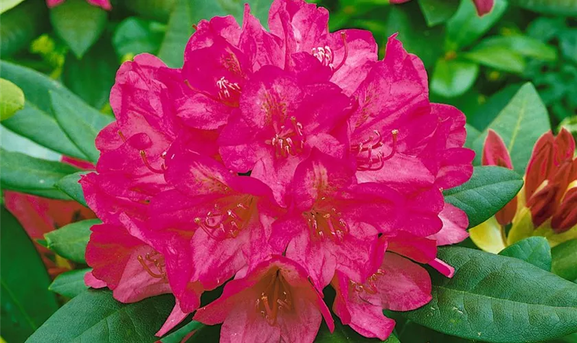 Rhododendron 'Van der Hoop'