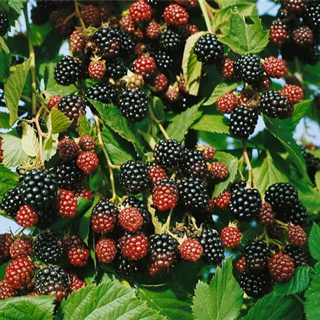 Rubus fruticosus 'Black Satin'