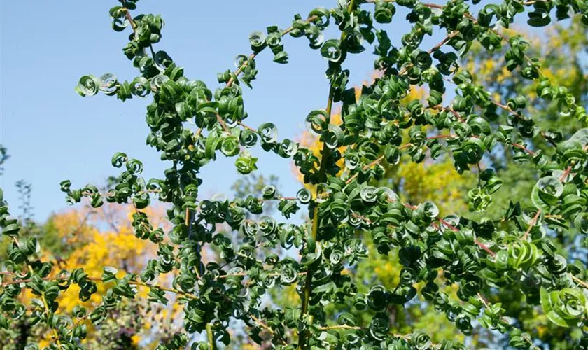 Salix babylonica 'Crispa'