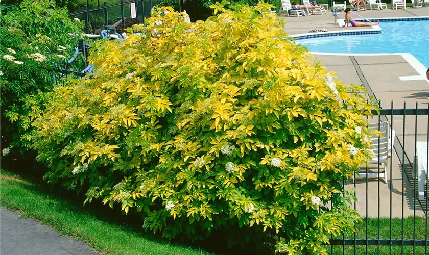 Sambucus canadensis 'Aurea'