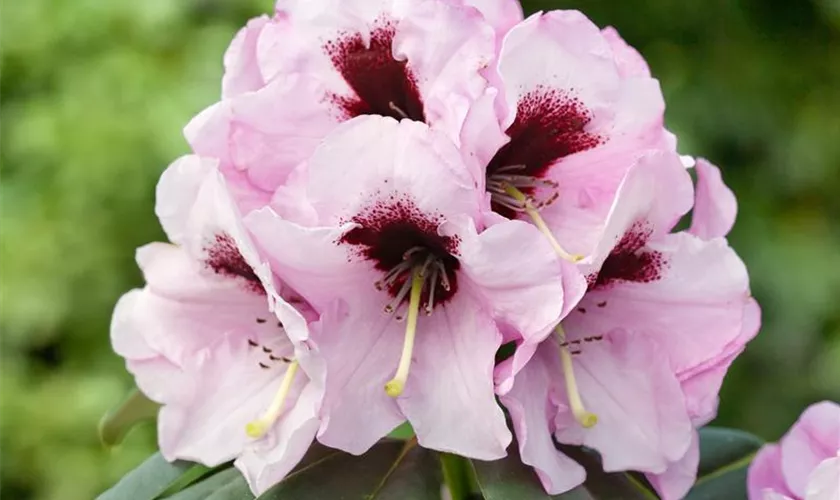 Rhododendron praevernum 'Mamamia'