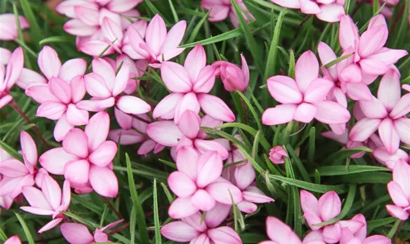 Rhodohypoxis milloides 'Pintado'