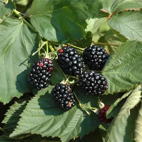 Rubus fruticosus 'Choctaw'®