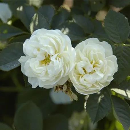 Rosa alba 'Suaveolens'