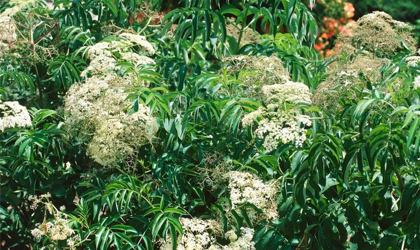 Sambucus canadensis 'Maxima'