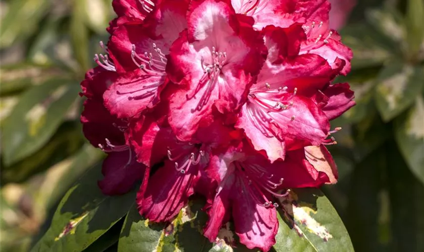 Rhododendron 'President Roosevelt'