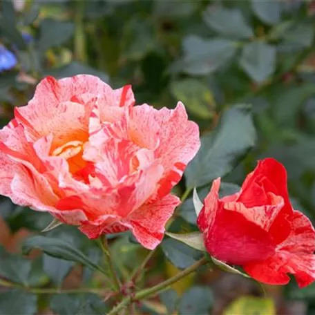 Edelrose 'Grimaldi'