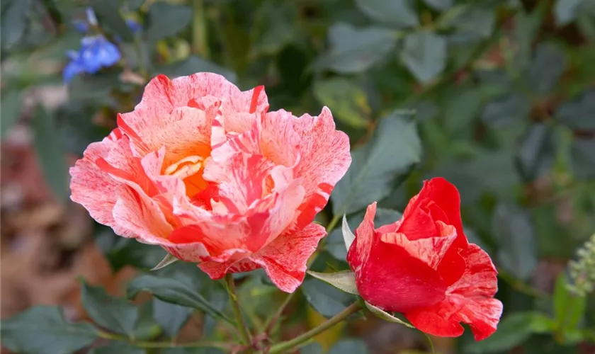 Rosa 'Grimaldi'