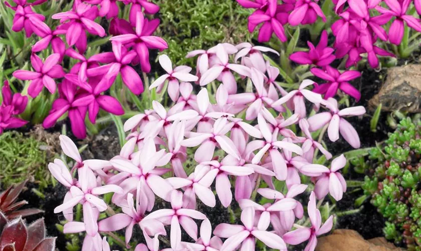 Rhodohypoxis 'Twinkle Star'®