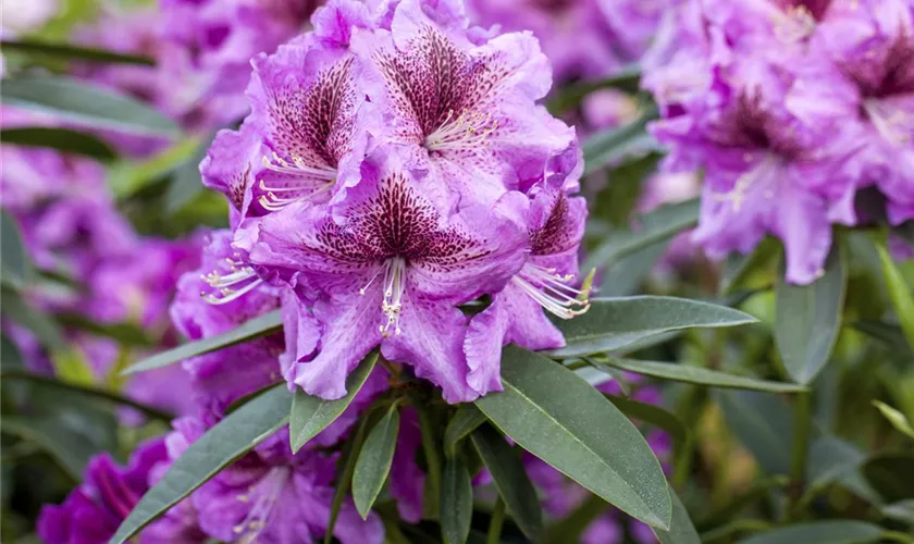 Rhododendron 'Violette Funken'