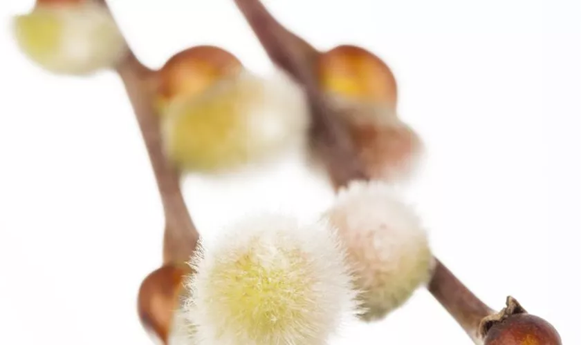 Salix caprea 'Curly Locks'