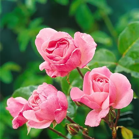 Rosa Clair Renaissance Pflanze Pflege Tipps Floragard