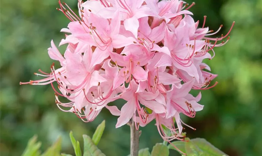 Laubabwerfender Rhododendron