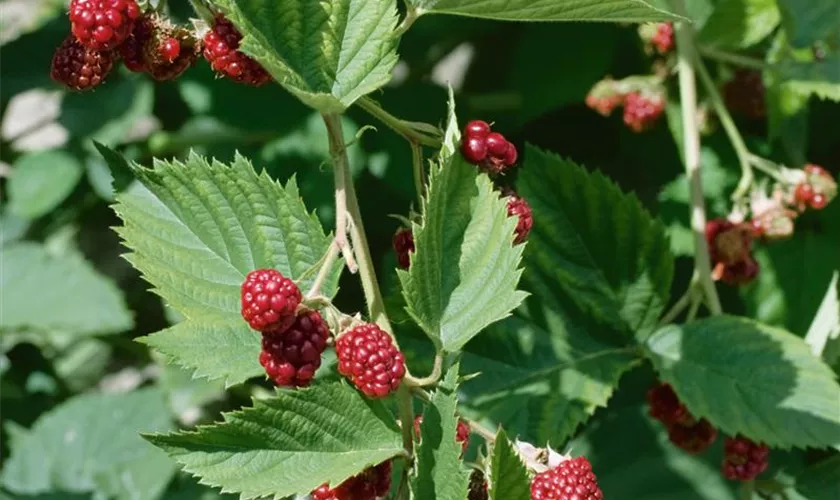 Rubus fruticosus 'Jumbo'(s)