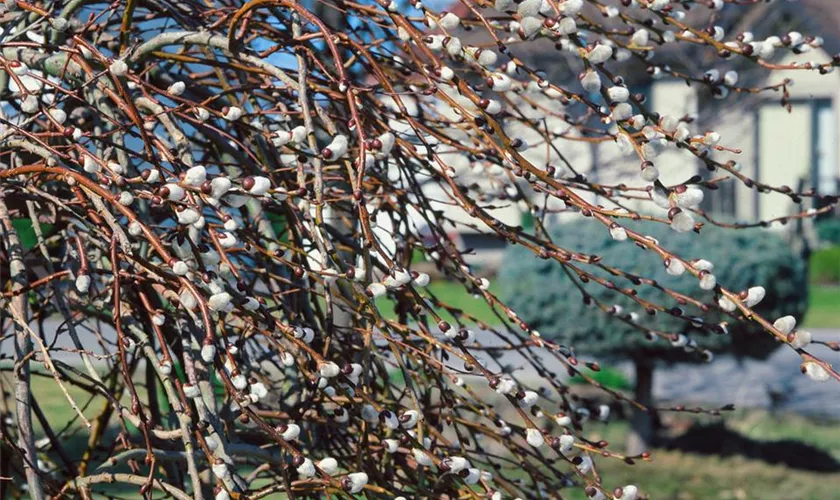 Rosa Riesenweidekätzchen 'Mount Aso'