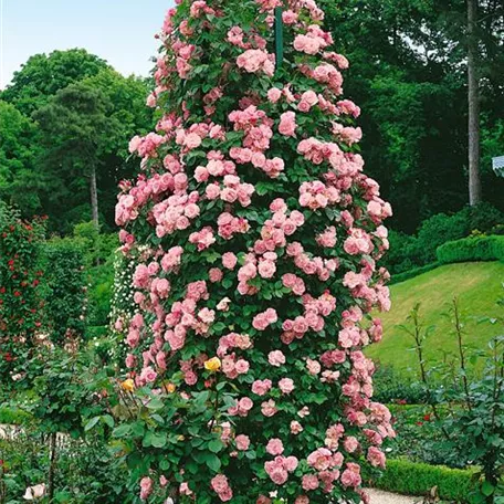 Kletterrose 'Coral Dawn'®