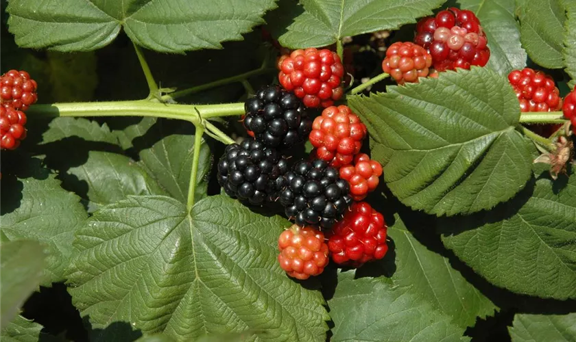 Rubus fruticosus 'Navaho® Arapaho'