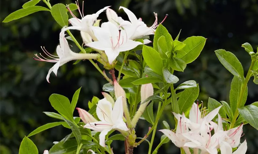 Rhododendron viscosum 'Sommerduft'