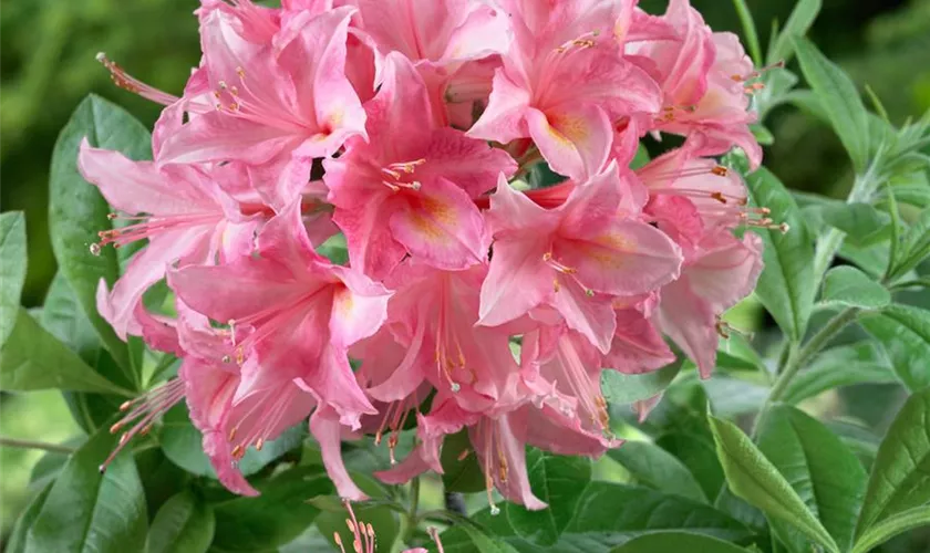 Rhododendron viscosum 'Juniduft'