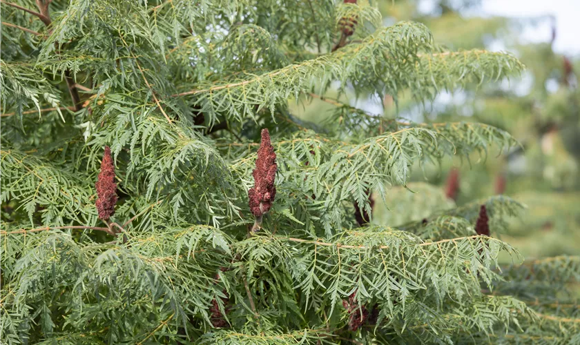 Rhus glabra 'Laciniata'