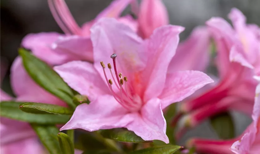 Rhododendron viscosum 'Millenium'