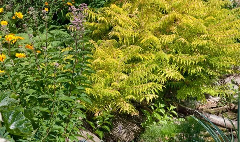 Rhus typhina 'Golden Selection'®