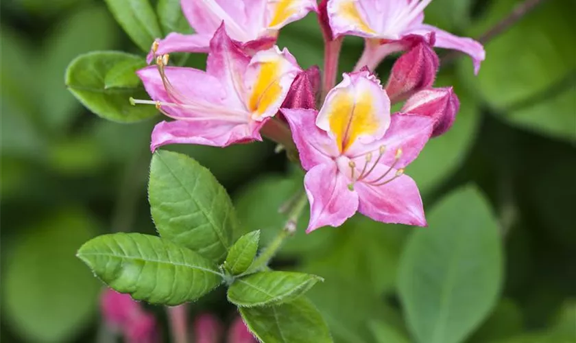 Rhododendron viscosum 'Pink and Sweet'