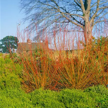 Salix fragilis