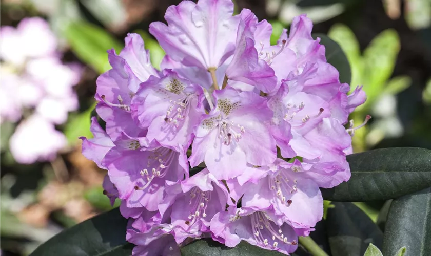 Rhododendron 'Purpureum Grandiflorum'