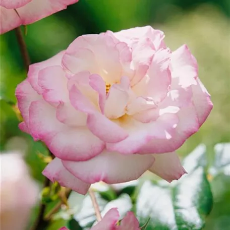 Rosa 'Händel'®