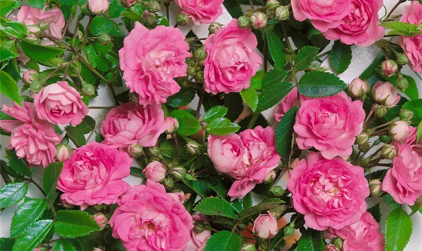 Rosa 'Super Dorothy'®