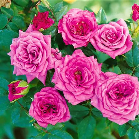 Edelrose 'Mauve Melody'