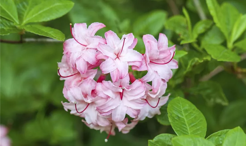 Rhododendron viscosum 'Ribbon Candy'