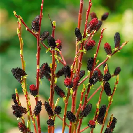 Salix gracilistyla 'Melanostachys'