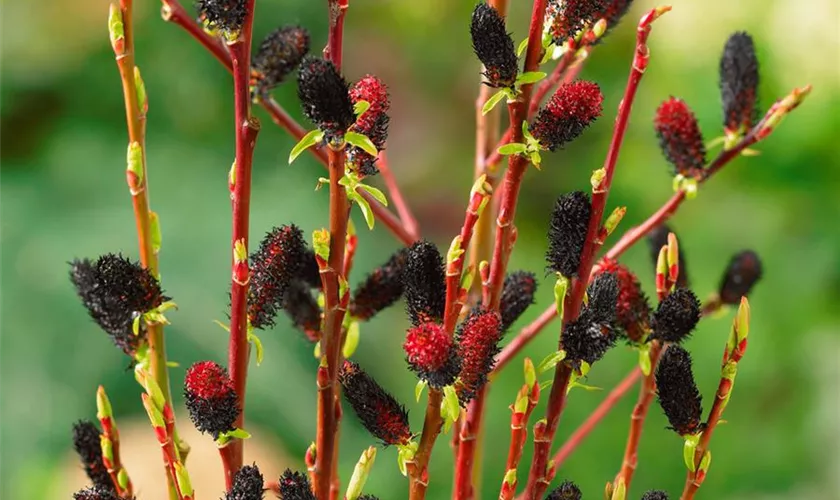 Schwarzkätzchenweide 'Melanostachys'