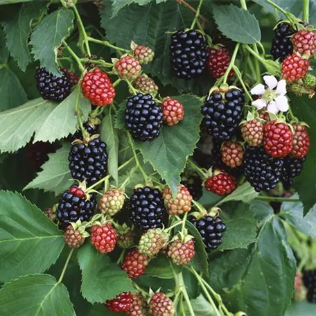 Brombeere Wilsons Frühe'