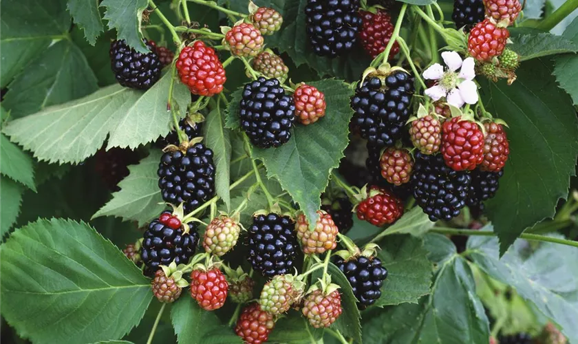 Rubus fruticosus 'Wilsons Frühe '