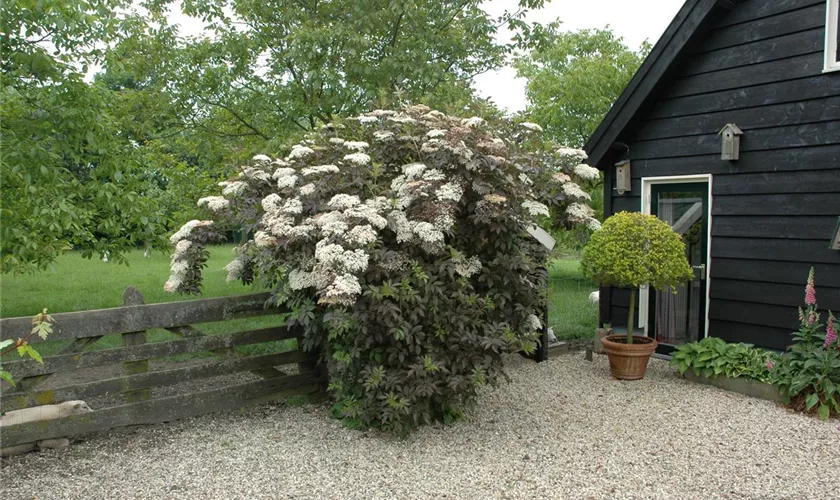 Schwarzer Holunder 'Purpurea'