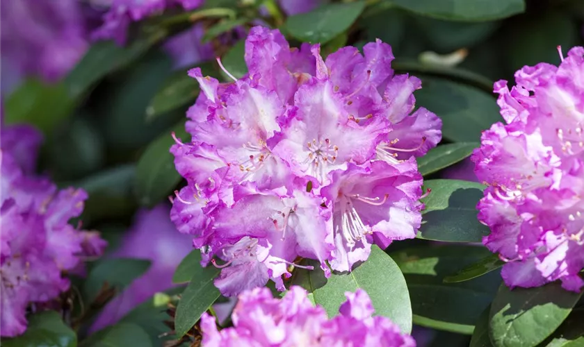 Rhododendron 'Quinte'