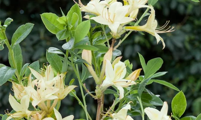 Rhododendron viscosum 'Weston´s Lemon Drop'