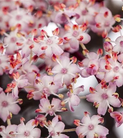 Essbare Blüten machen immer mehr Furore